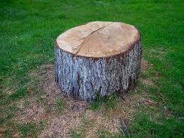 How Our Tree Care Process Works  in  Astor, FL