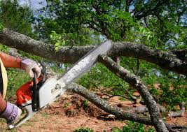 Trusted Astor, FL Tree Care Experts