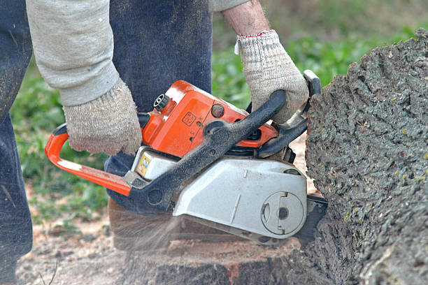 Best Tree Cabling and Bracing  in Astor, FL